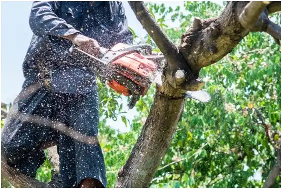 tree services Lake Ripley